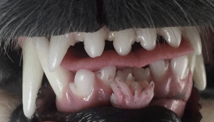 Dog has store warts in mouth